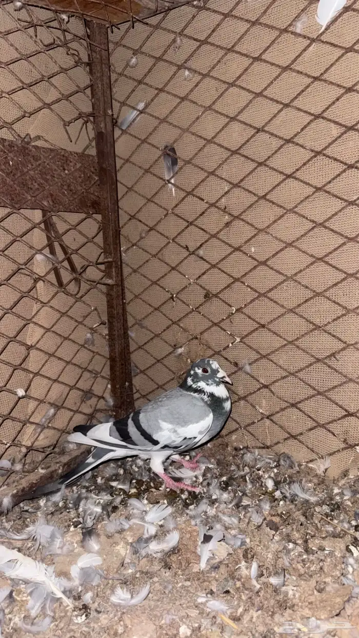 حمام زواجل 0