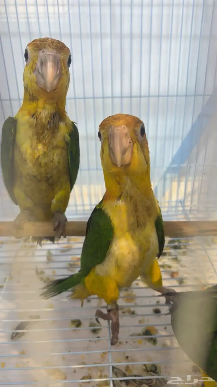 فروخ كايك وايت بلي أوروبيه 0