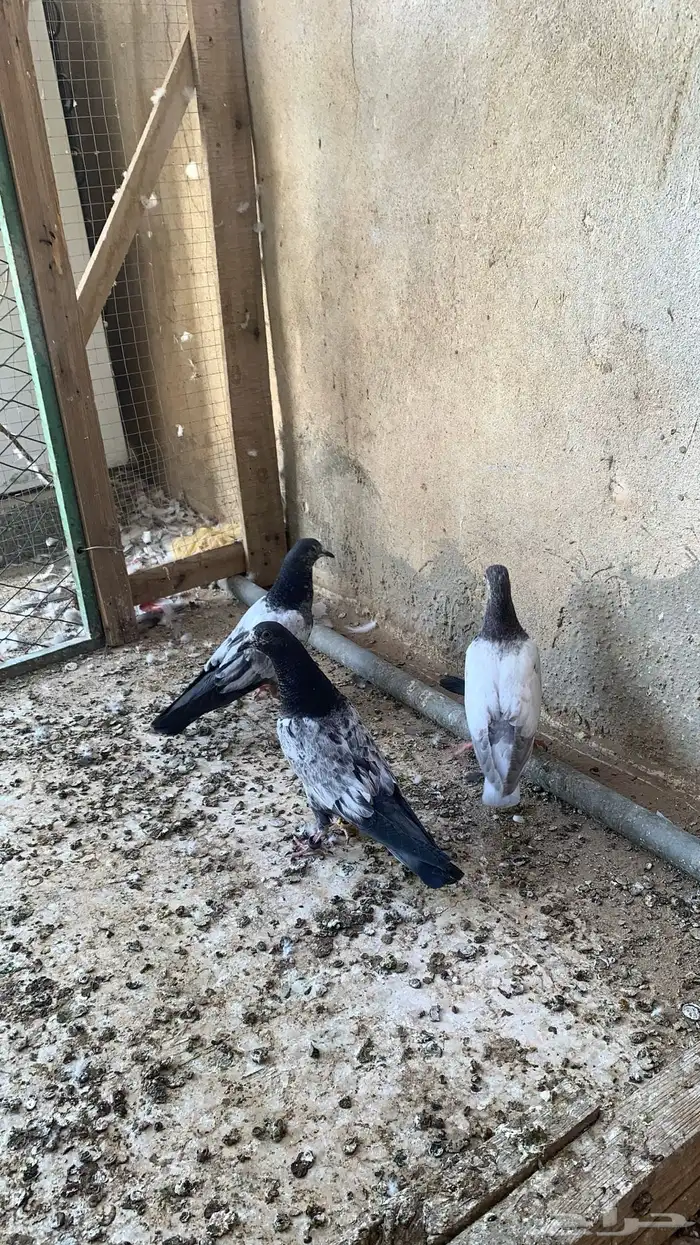 للبيع حمام باكستاني شرط مطيار 9