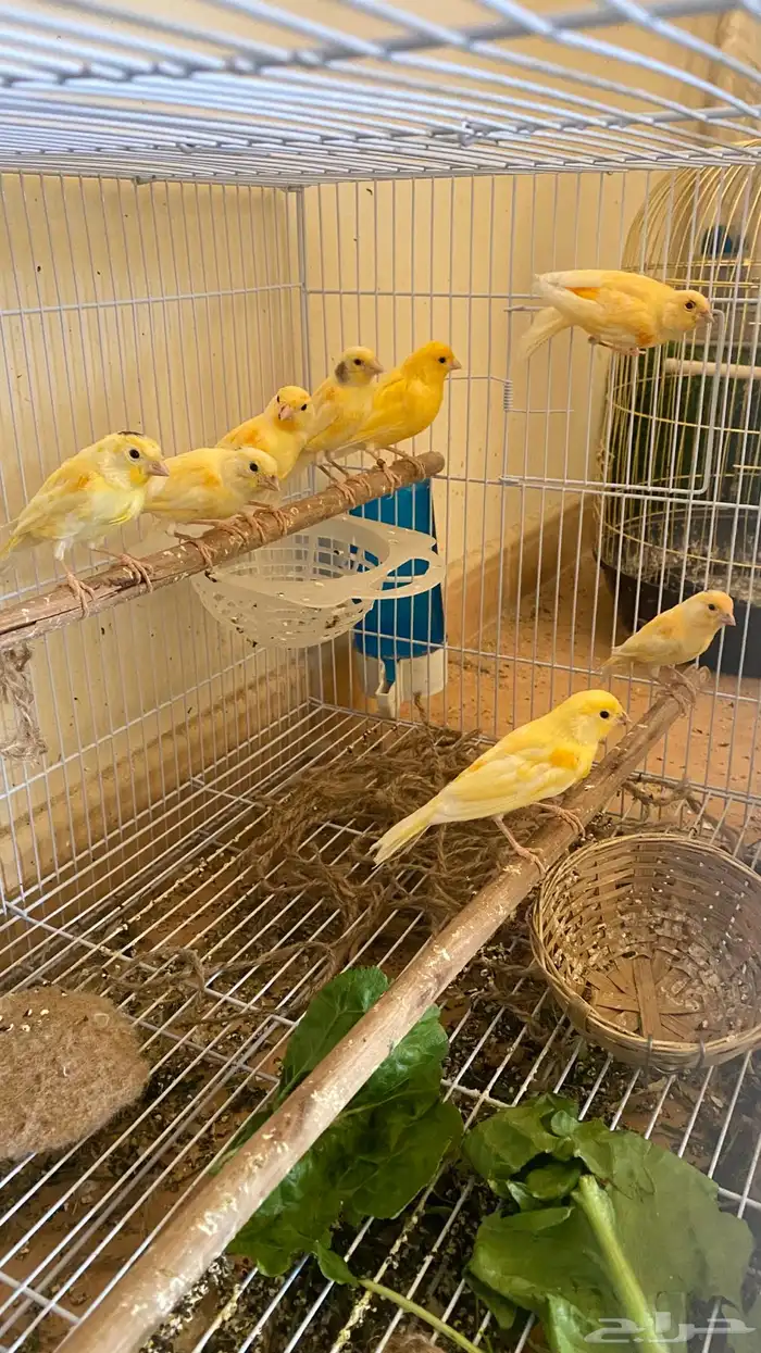 فراخة كناري 0