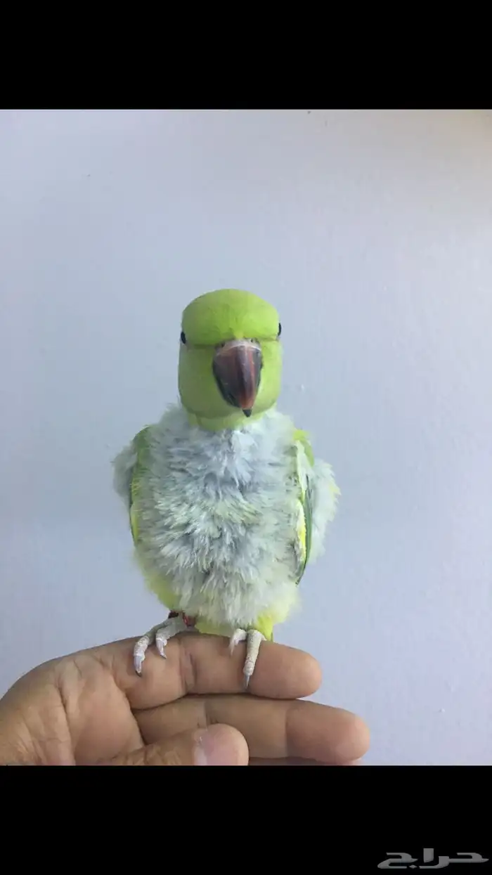 انثى دره ولوفه 2