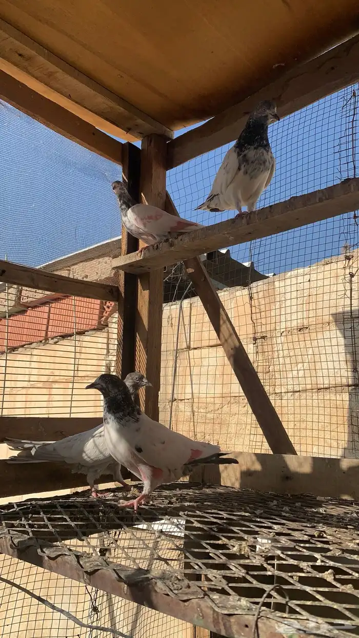 للبيع حمام باكستاني شرط مطيار 7