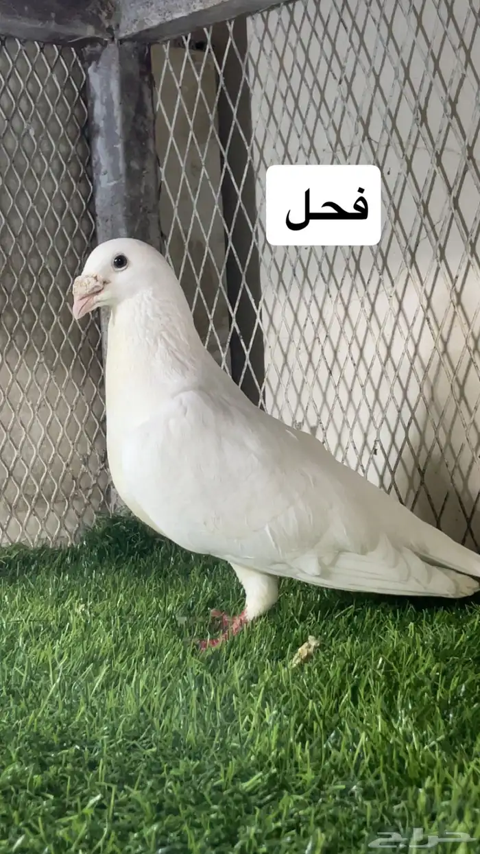 زواجل 14