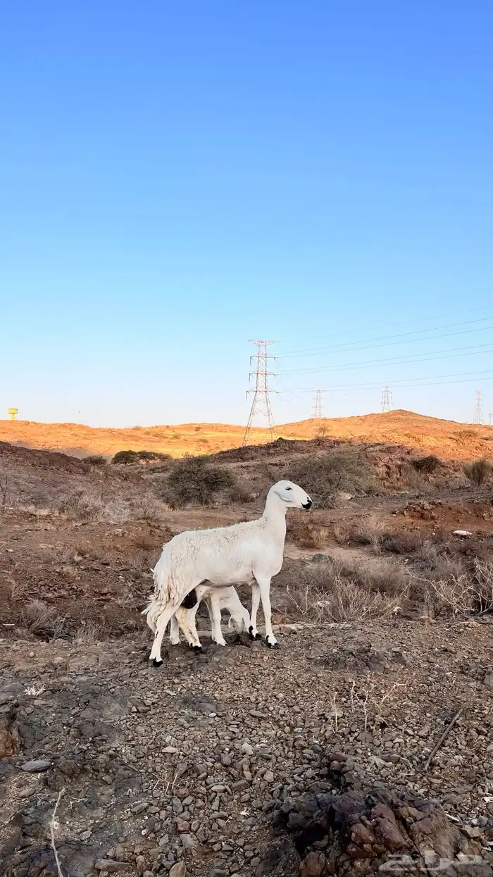 للبيع ضأن تحتها بهم ((( تم البيع تم البيع تم البيع ))) 4