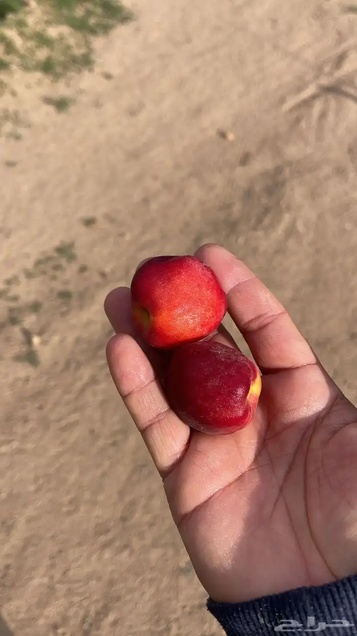 استراحة بضيافة خاصه ومزرعة في الحمرة ظهران الجنوب 53