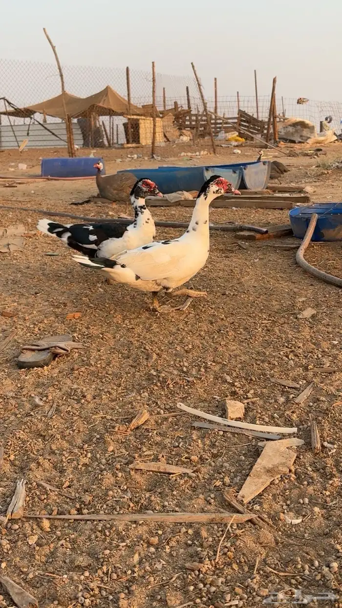 بط اثنين اخوان ذكور أعمارهم 9 شهور الصحه سليمه 2
