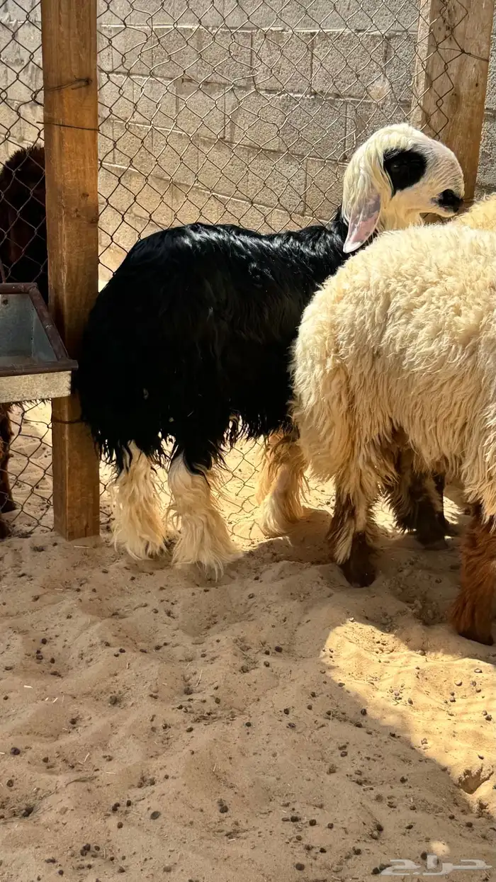 نجدي جذع 1