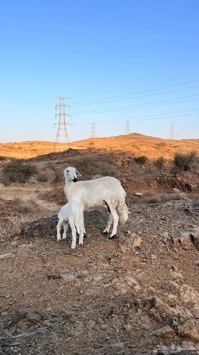 للبيع ضأن تحتها بهم ((( تم البيع تم البيع تم البيع ))) 6