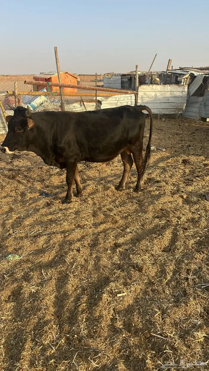 عجول حسيل للبيع 1