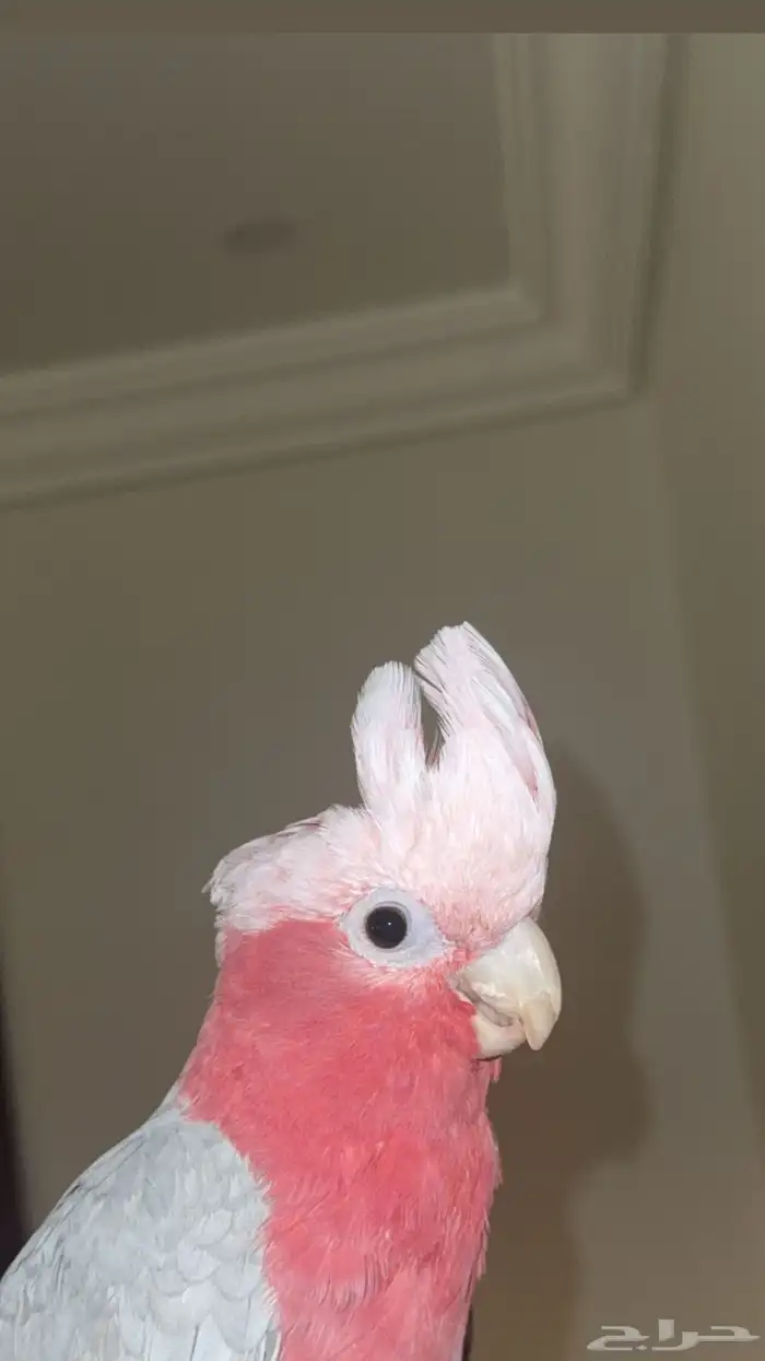 كوكاتو قالا تم البيع 0