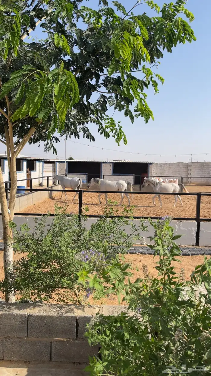 مربط للايواء الخيل 2