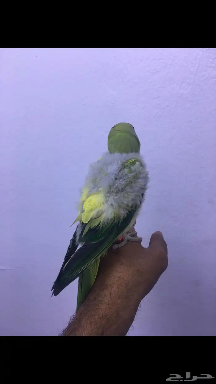 انثى دره ولوفه 4