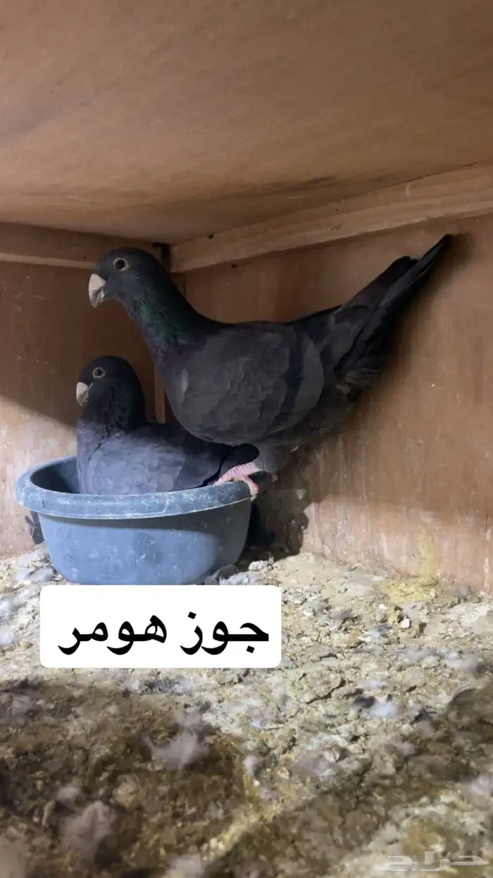 زواجل 10