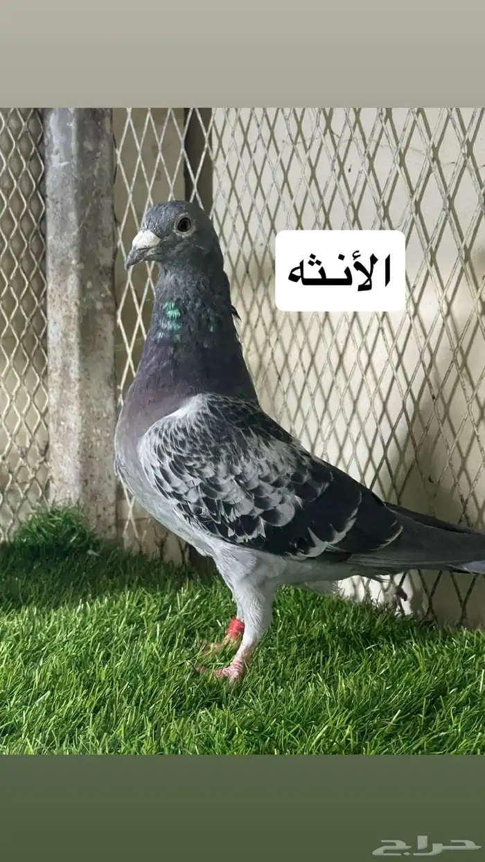 زواجل 1