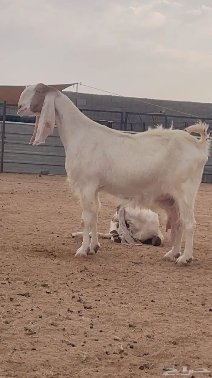 عنز مشروكه 0