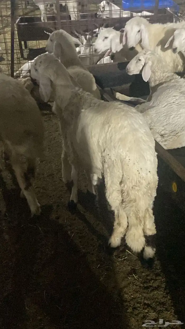 سواكني تربيه من المزرعه لباب بيتك 21