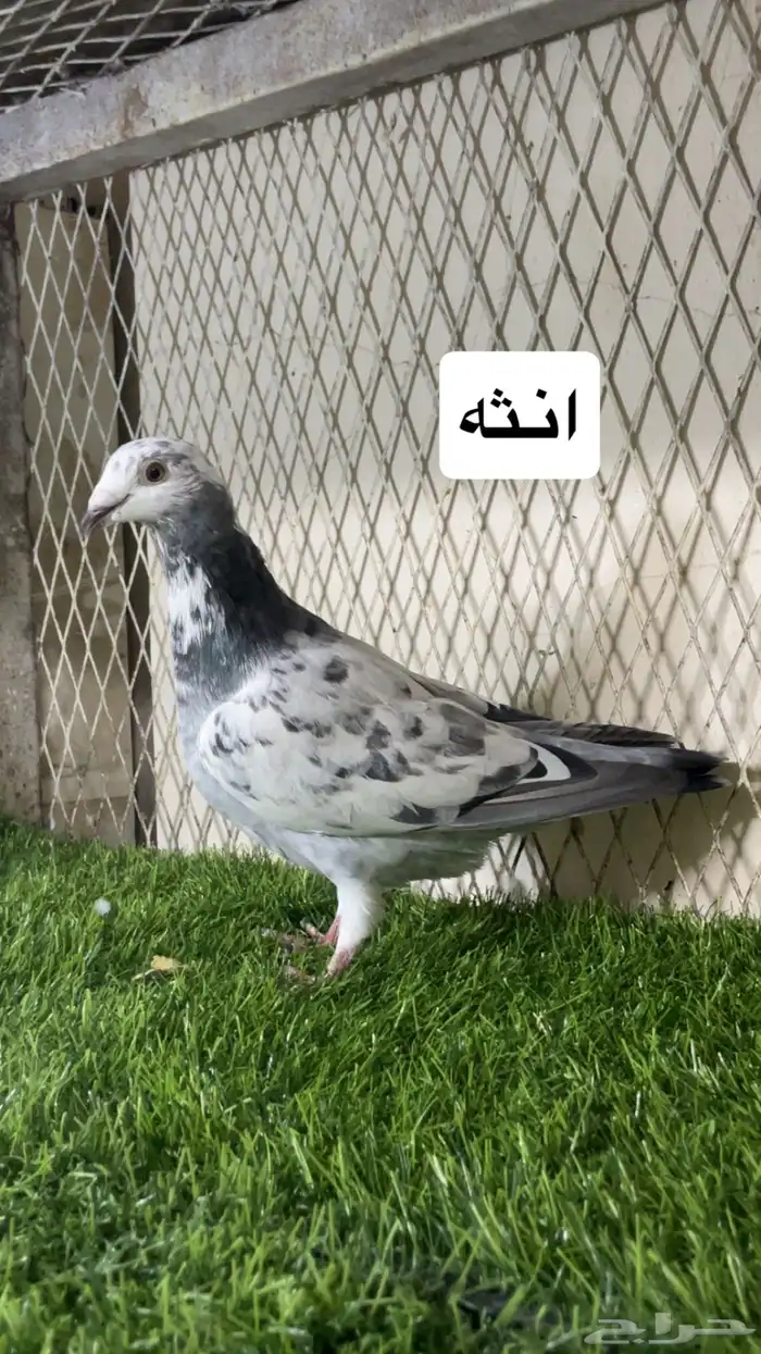 زواجل 6