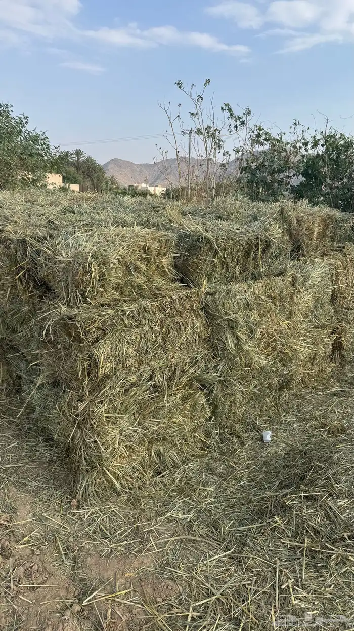 ملبن قصب ناعم 4