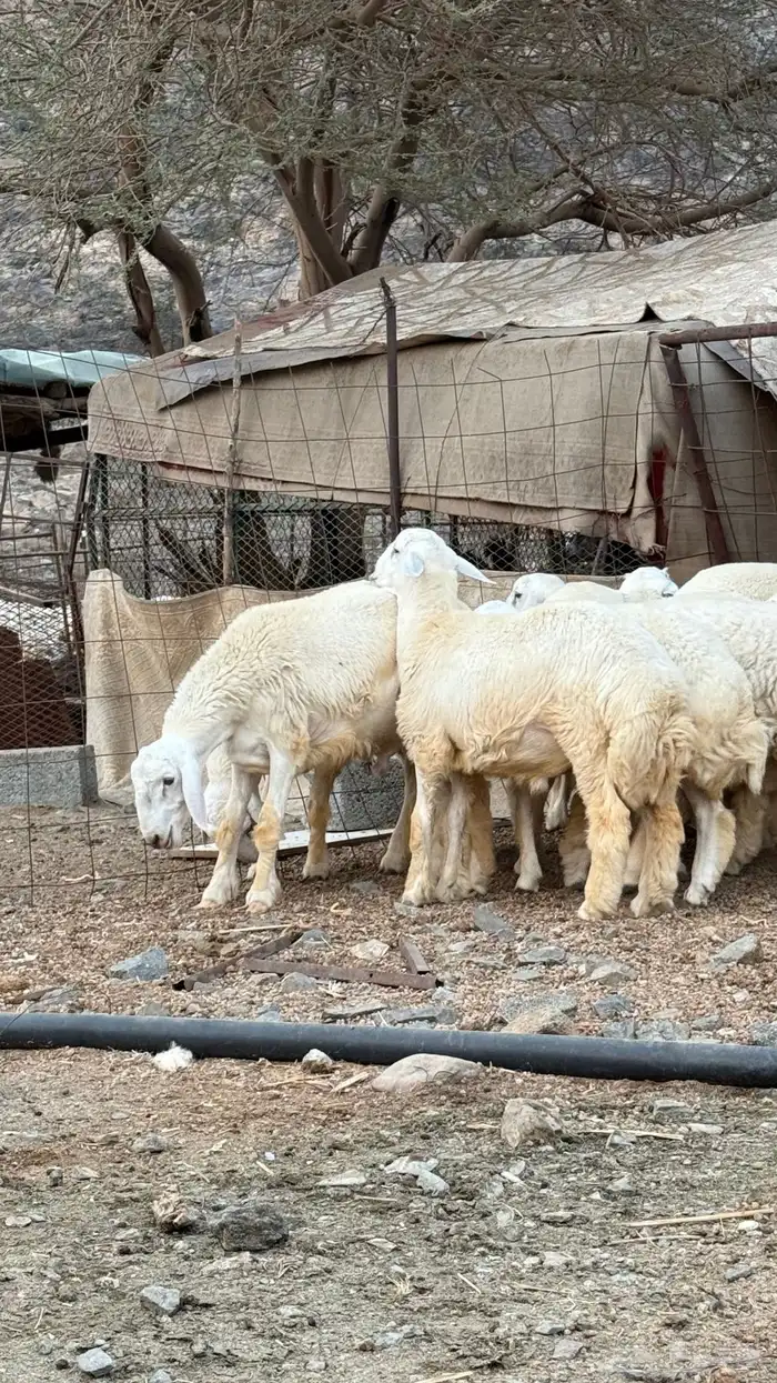 غنم حرية 3