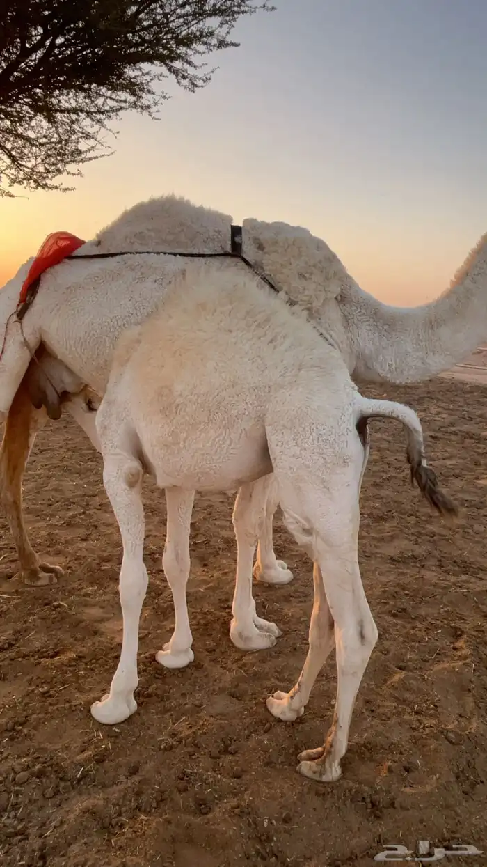 حاشي لباني للبيع 0