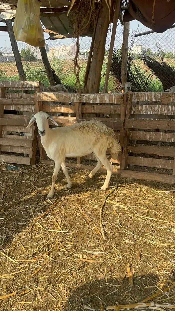 نعجه حريه دافع 2