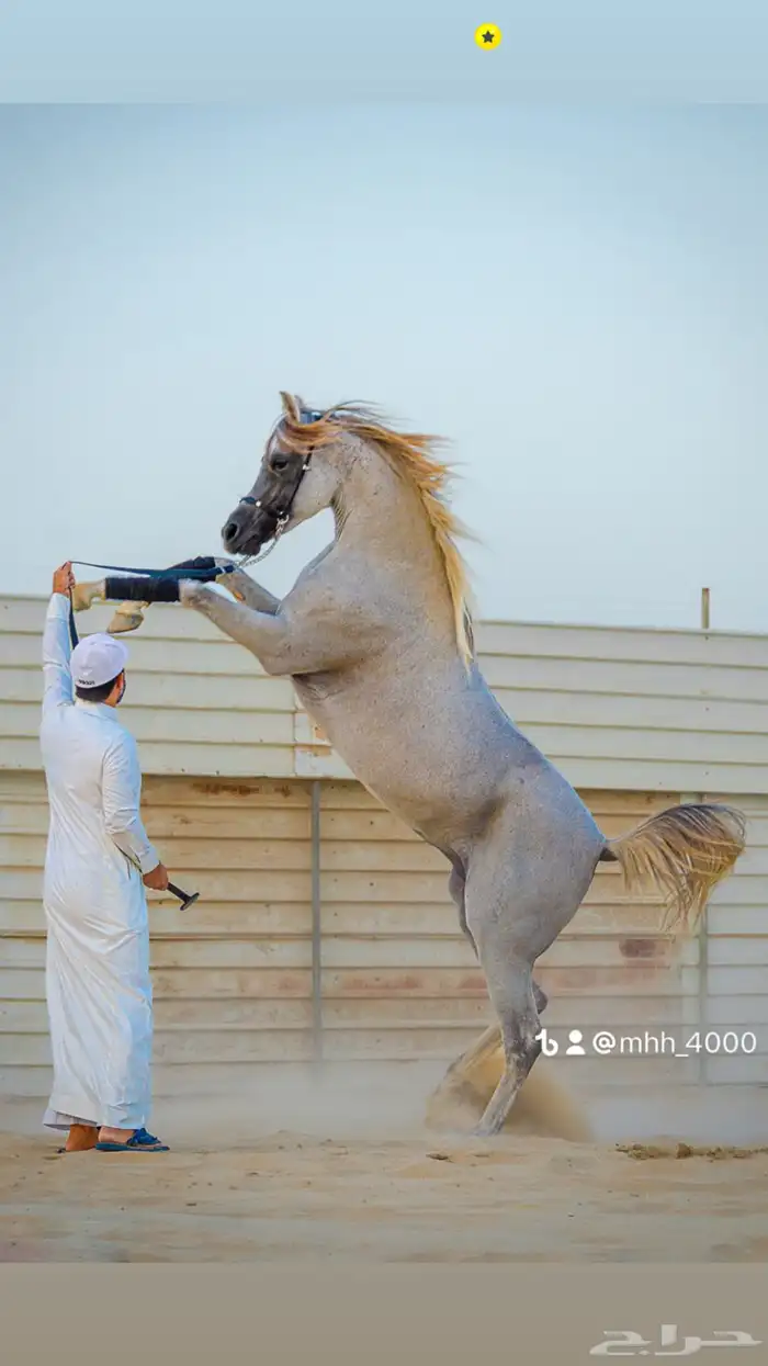 ايواء خيل 1