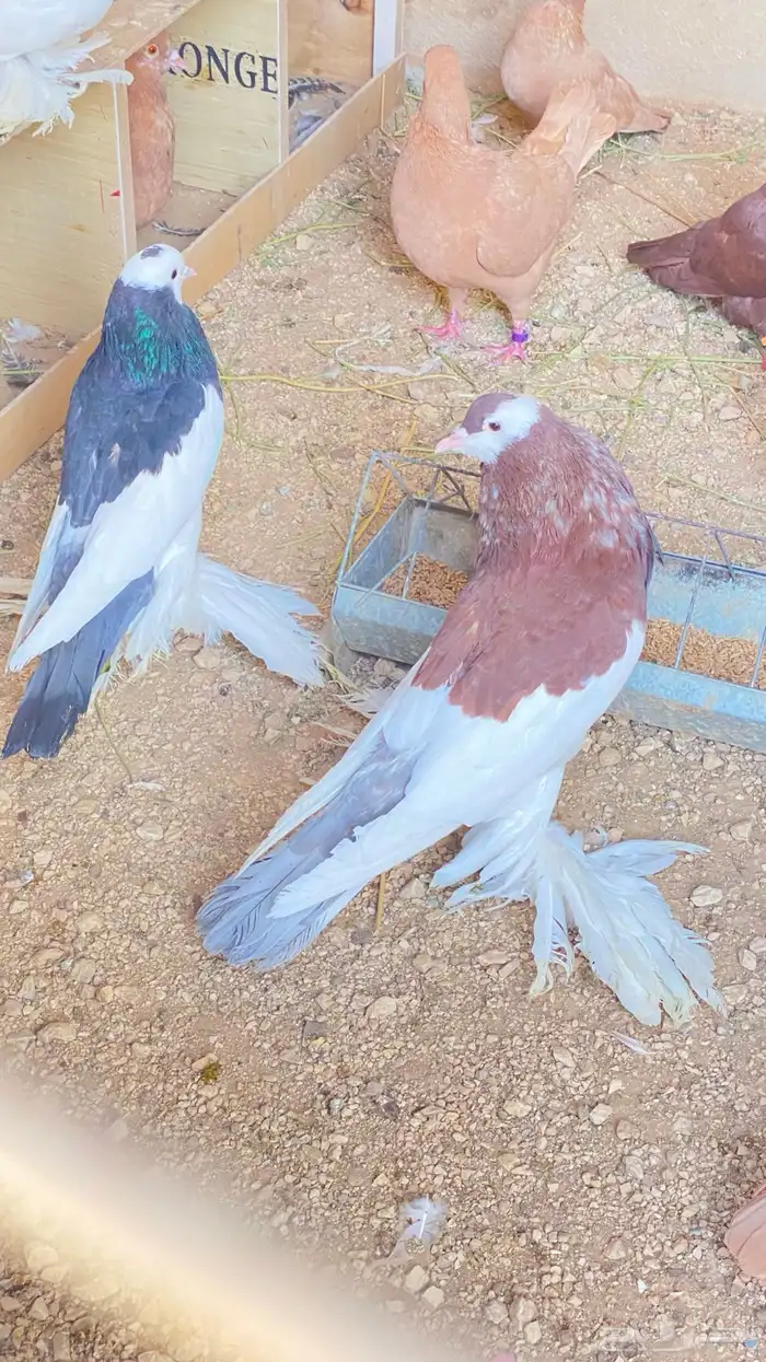 للبيع حمام نفاخ زواج 15