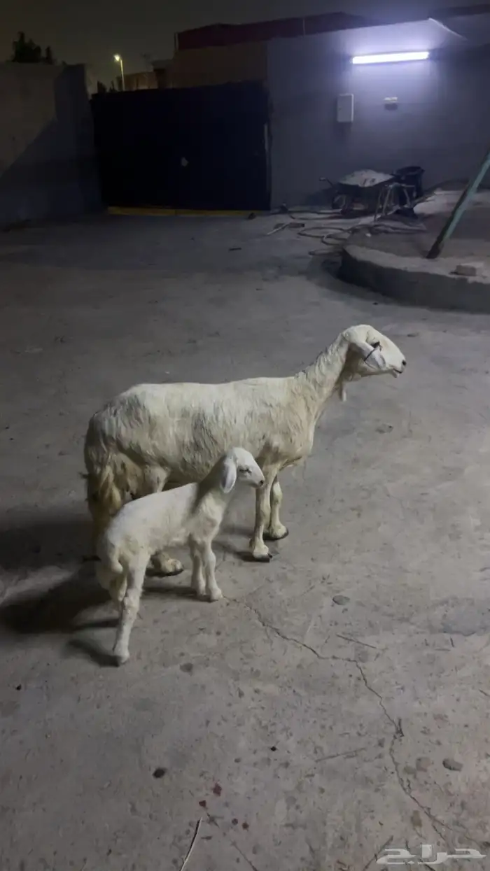 نجعة بولده 0