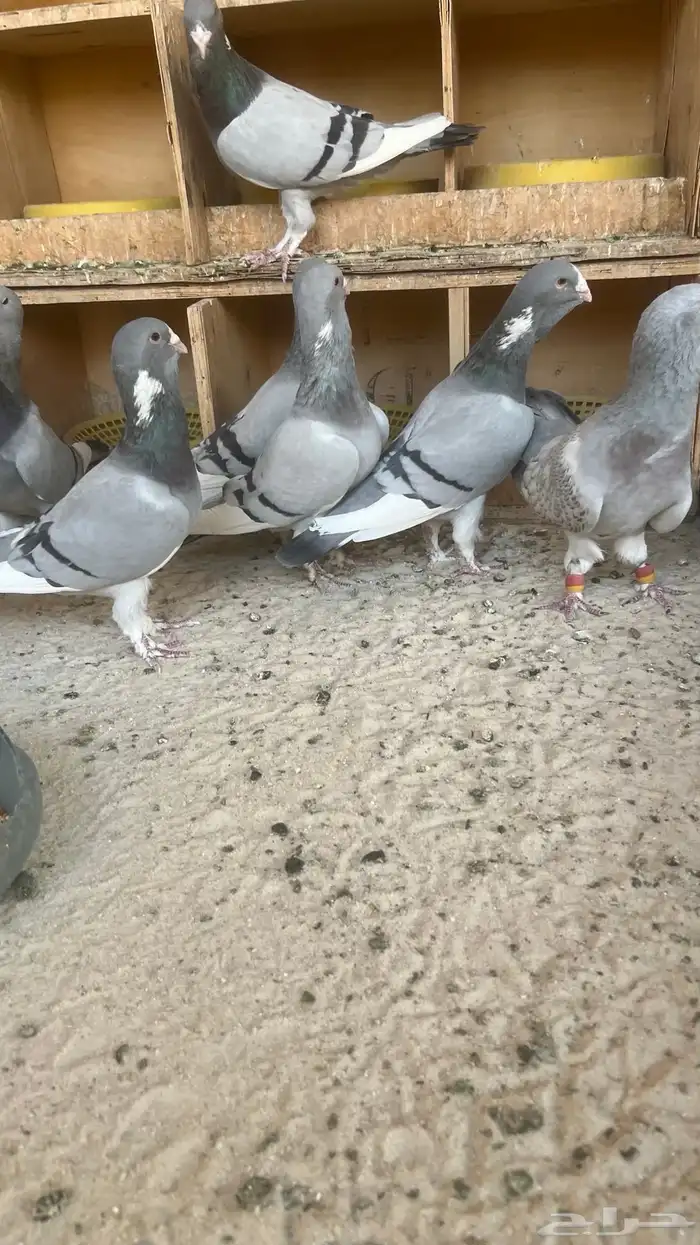 حمام ابلق سوري 3