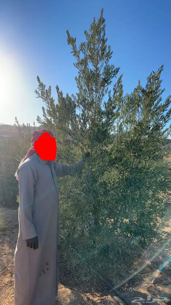 شجر زيتون 0