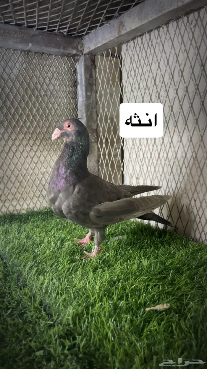زواجل 7