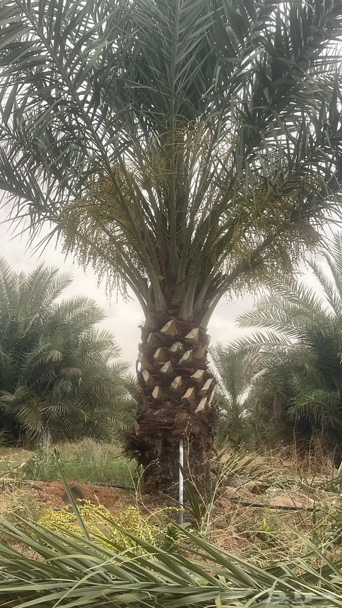 نخل للبيع 7