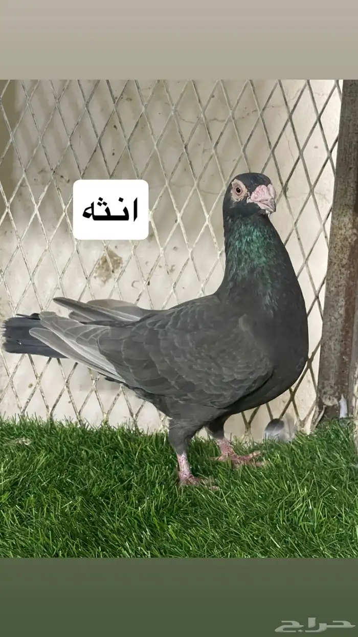 زواجل 4
