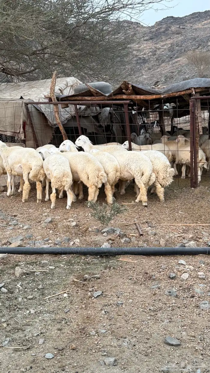 غنم حرية 4