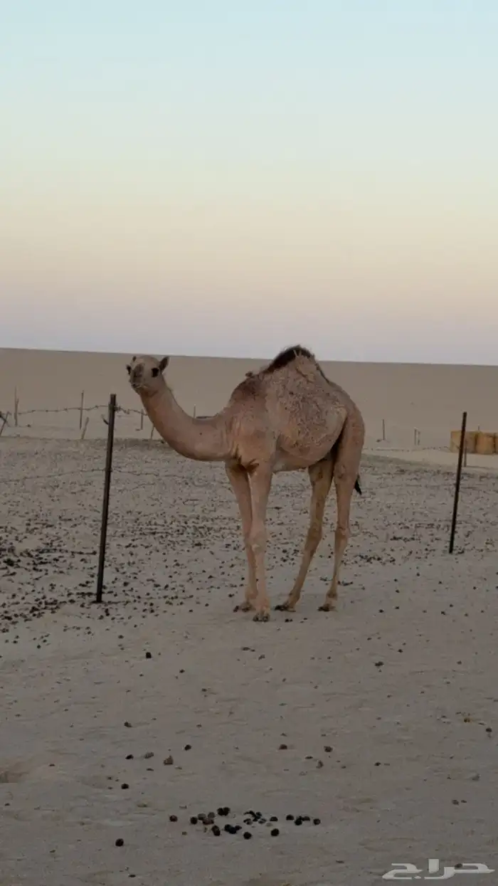 قعود فاخر ابوه مدلل وامه بنت شاهين الكليلي 0