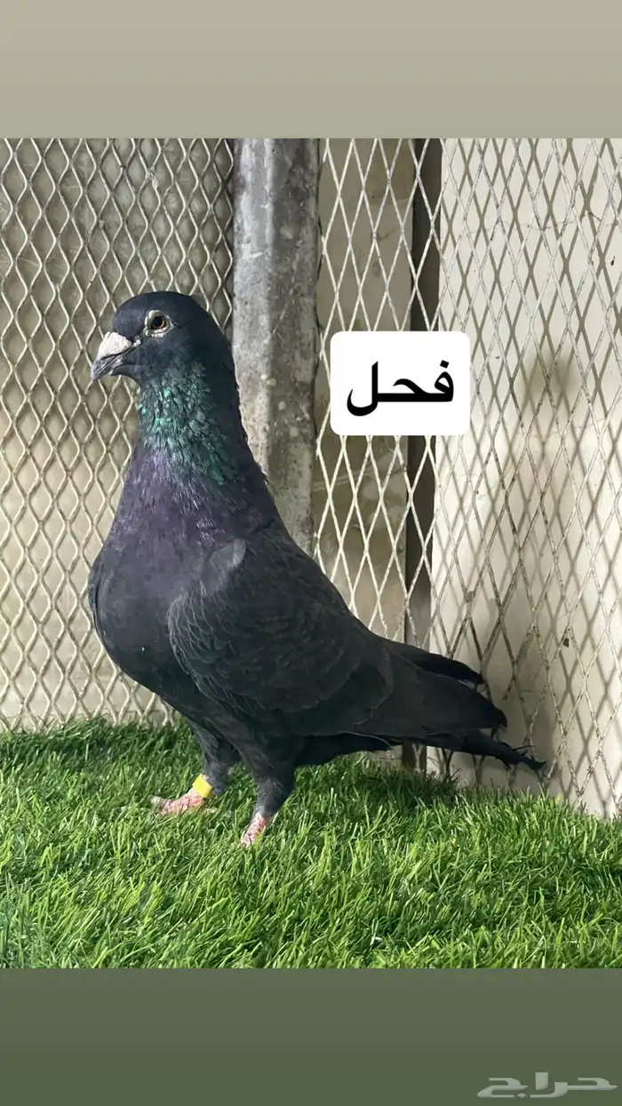 زواجل 19