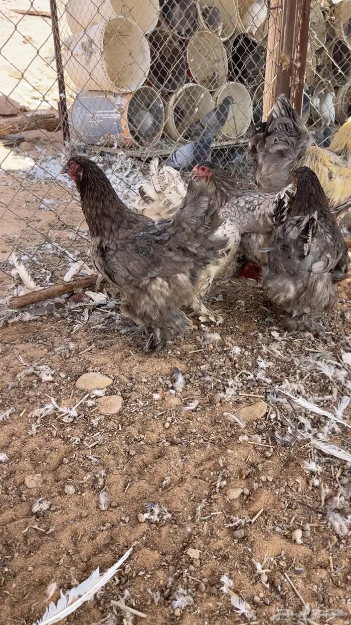 دجاج براهما 5