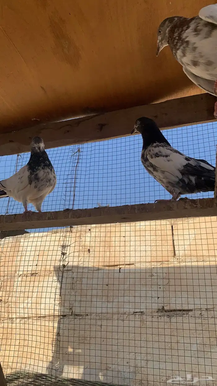 للبيع حمام باكستاني شرط مطيار 5