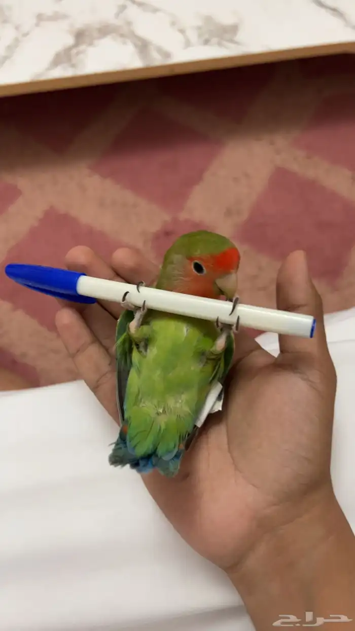 روز اليف ماشاءالله 4