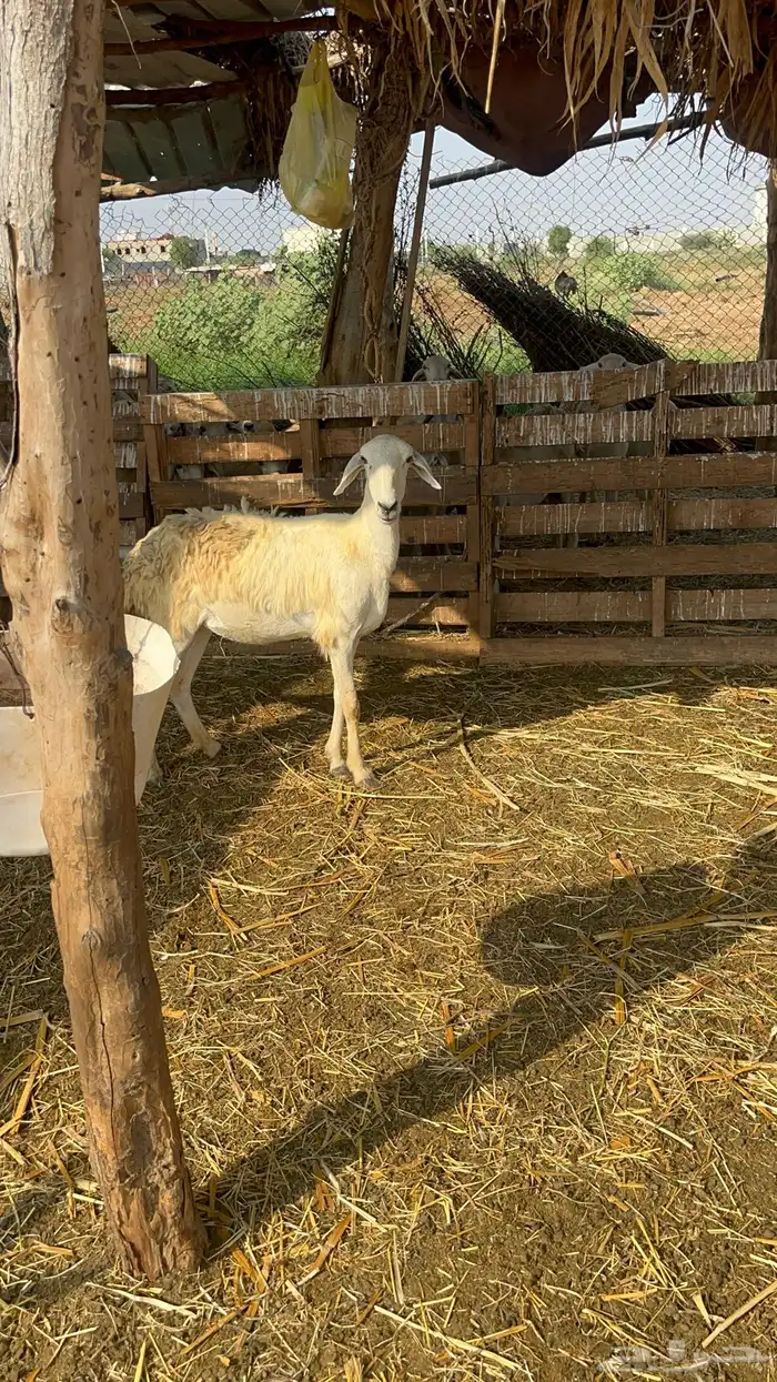 نعجه حريه دافع 6