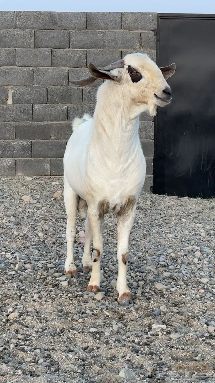 تيس بيشي صنف الصنف 1