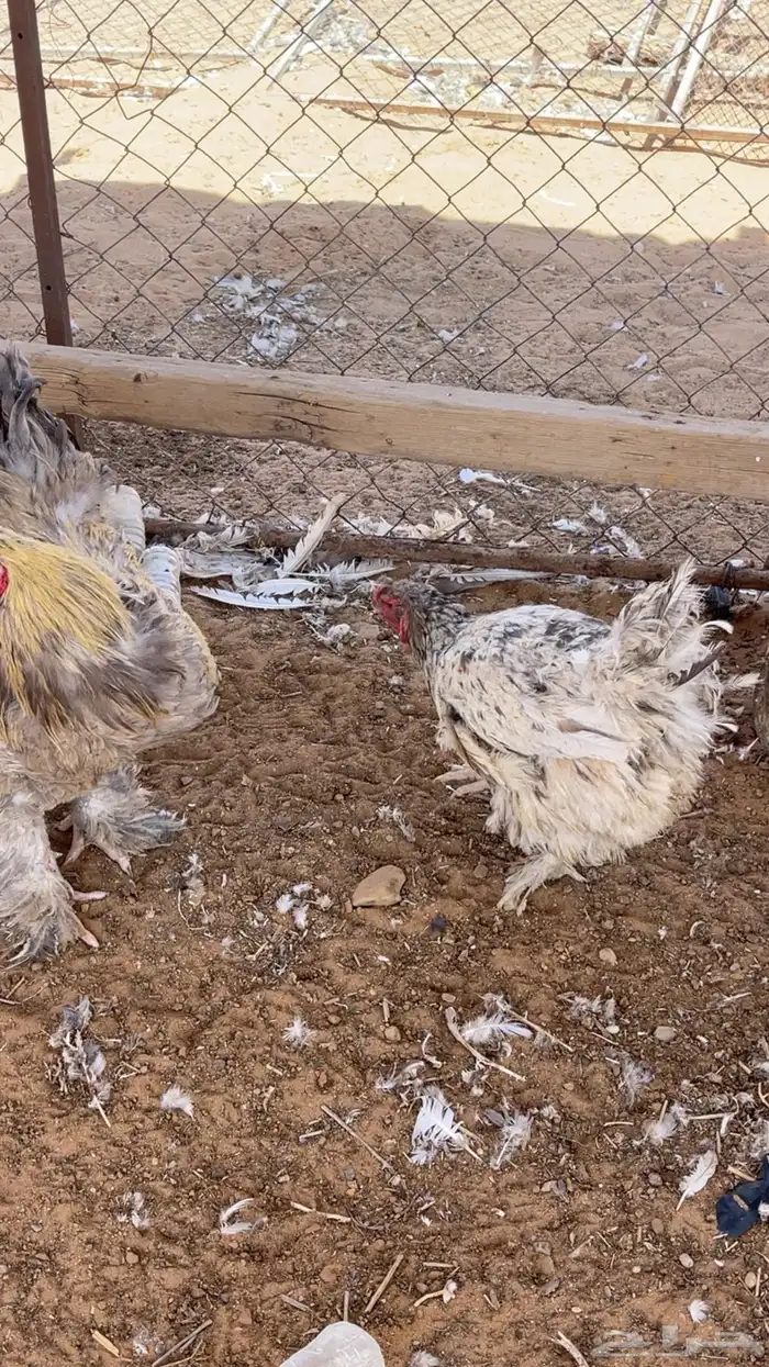 دجاج براهما 4
