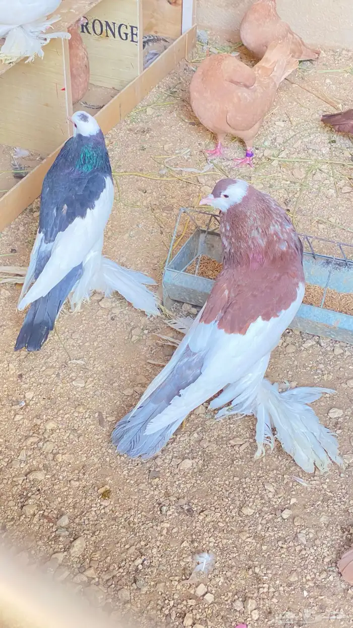 للبيع حمام نفاخ زواج 19