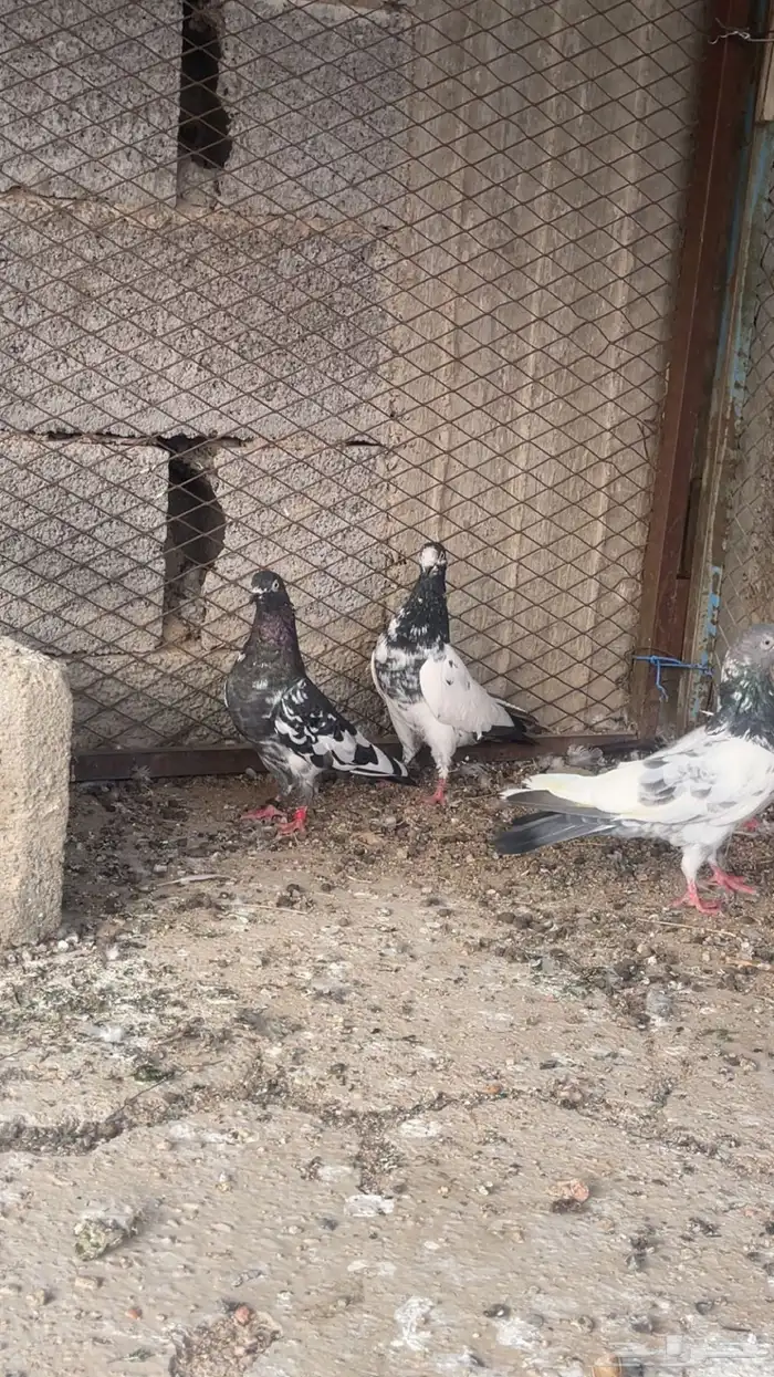 حمام باكستاني تيدي 1