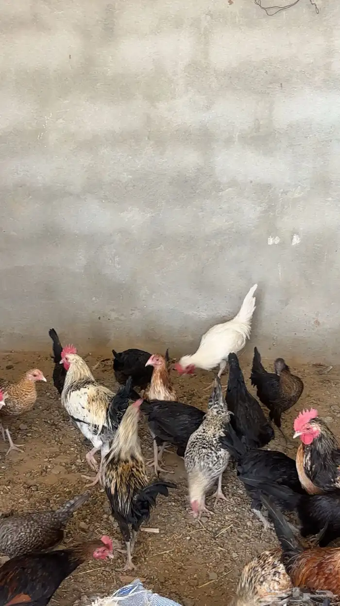دجاج انواع 6