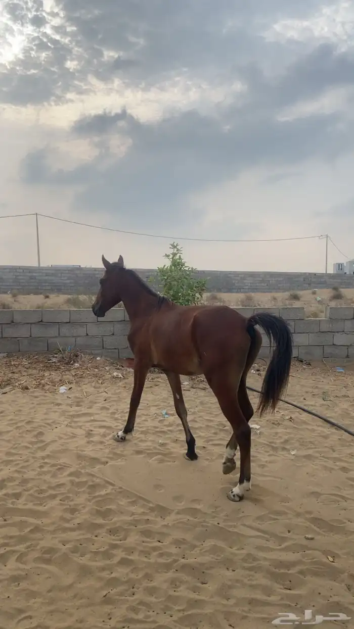 خيل للبيع 0