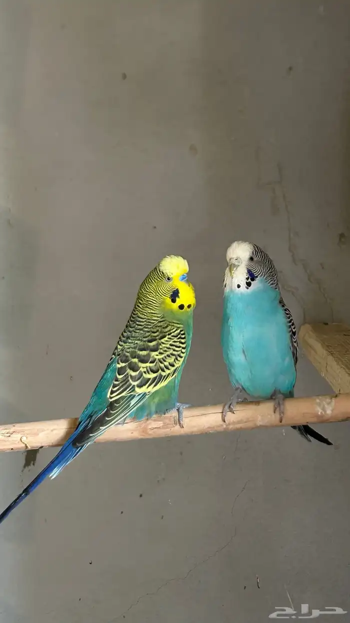متوفر مجموعه طيور اليفه 4