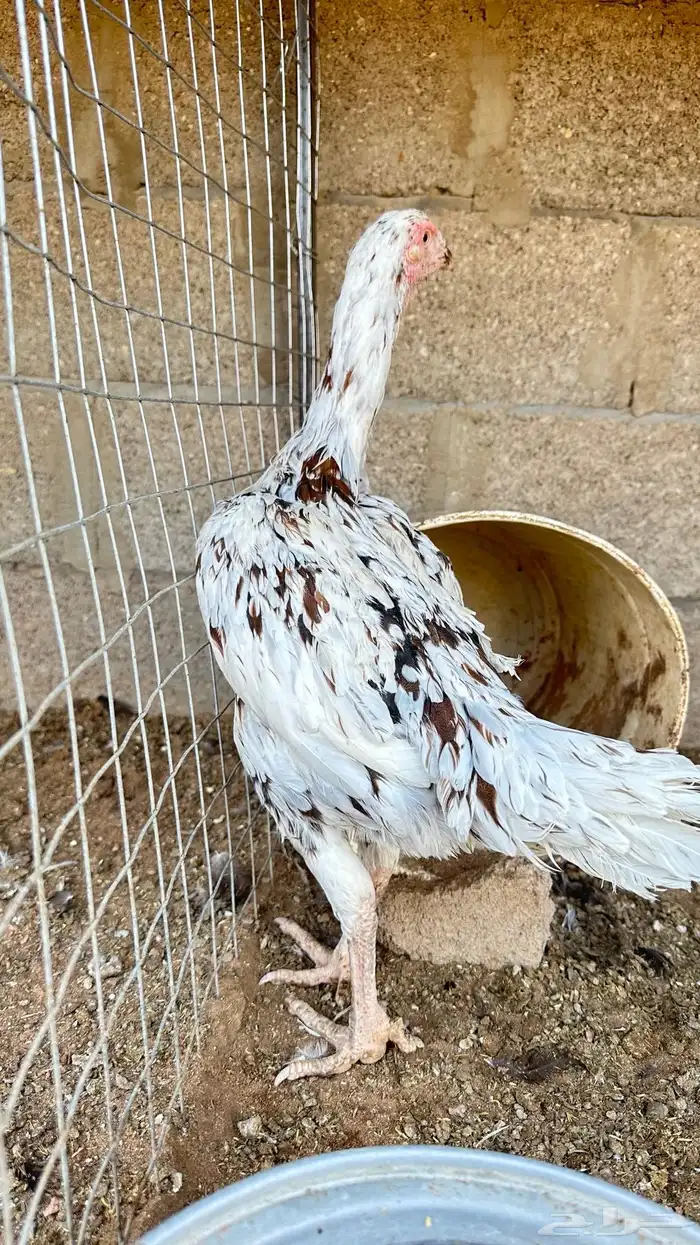 دجاجه للبيع 2