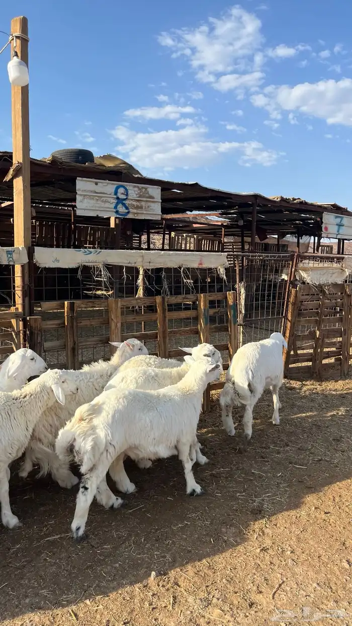 طليان حري ذبايح نظاف شرط 14