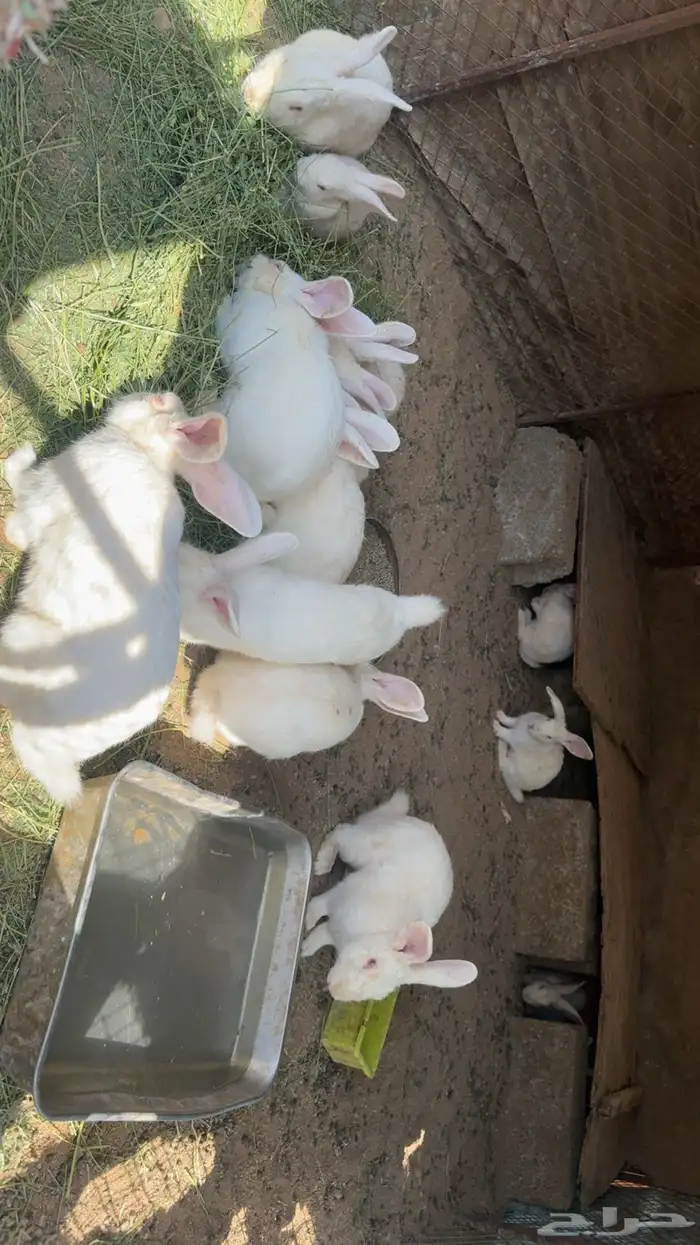 ارانب فرنسيه 3